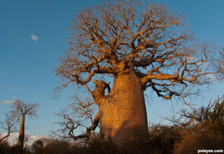 Baobab