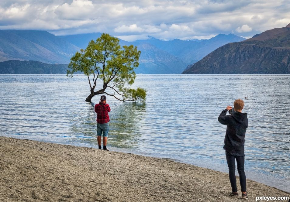 Lone tree with company