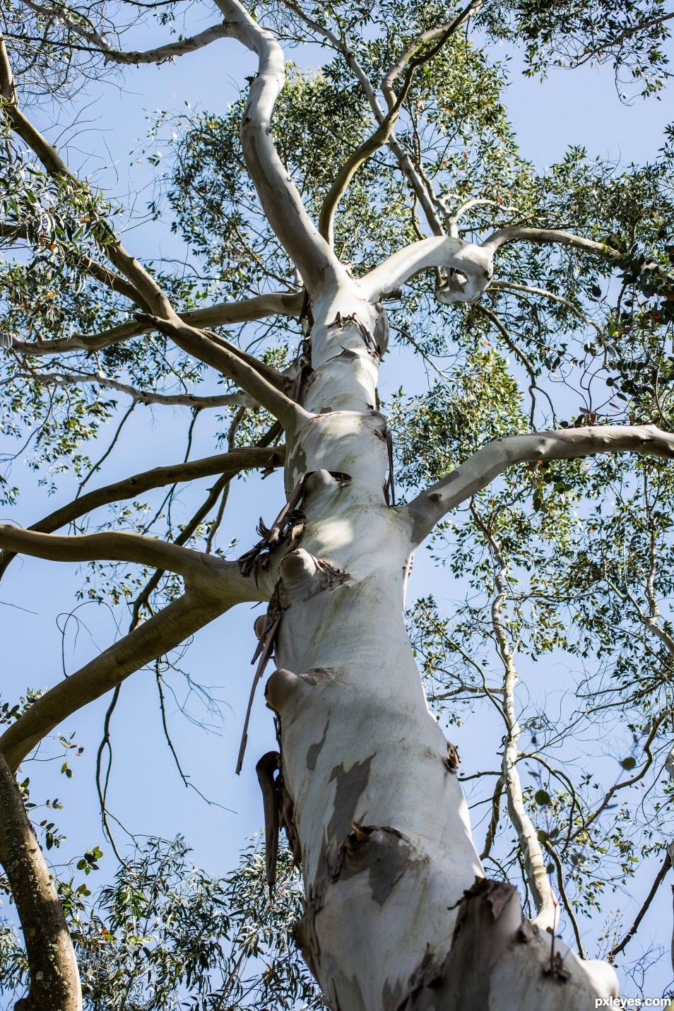 Eucalyptus 