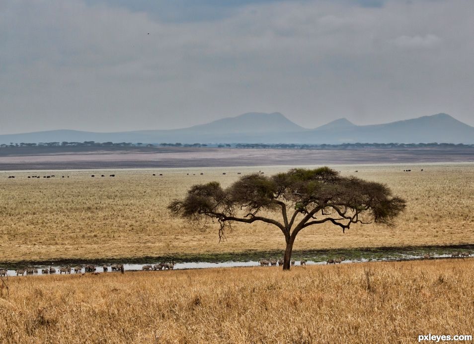 Where have all the trees gone?