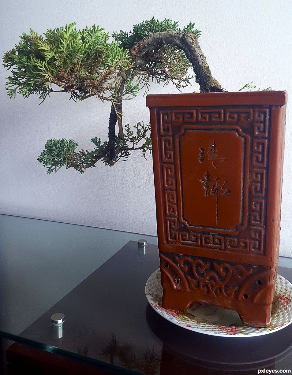 BONSAI TREE