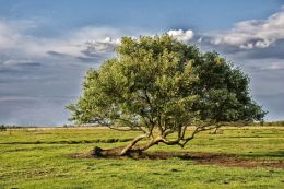 Lonely Oak Tree Picture