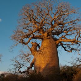 Baobab