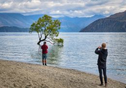 Lone tree with company