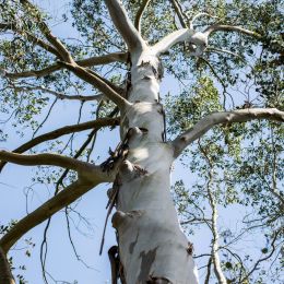 Eucalyptus