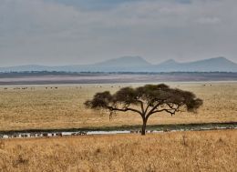 Where have all the trees gone?