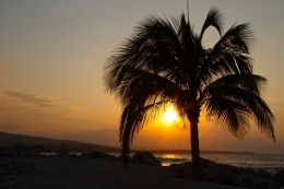 Jamaican Palm