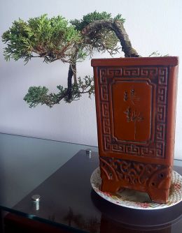 BONSAI TREE