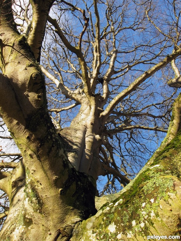 Beech Tree