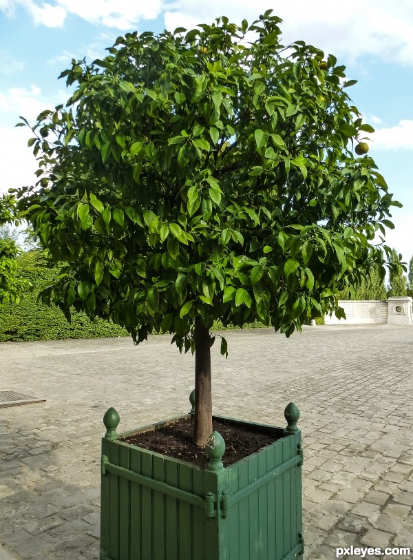 Citrus tree