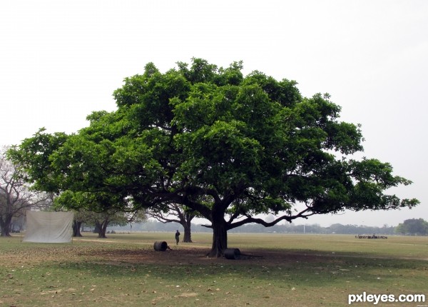 Green-Leaves-Tree