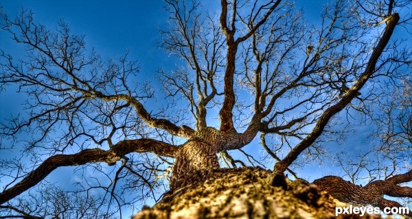 Looking Up