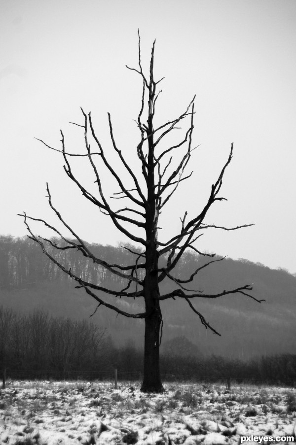 One Dead Tree