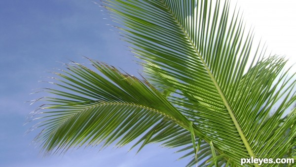 Palm in the Sky