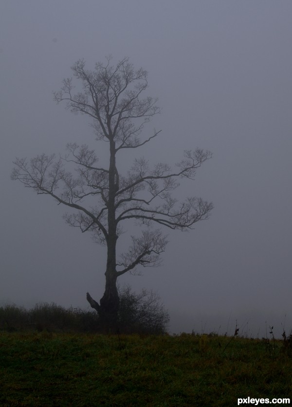 Sentinal in the Fog