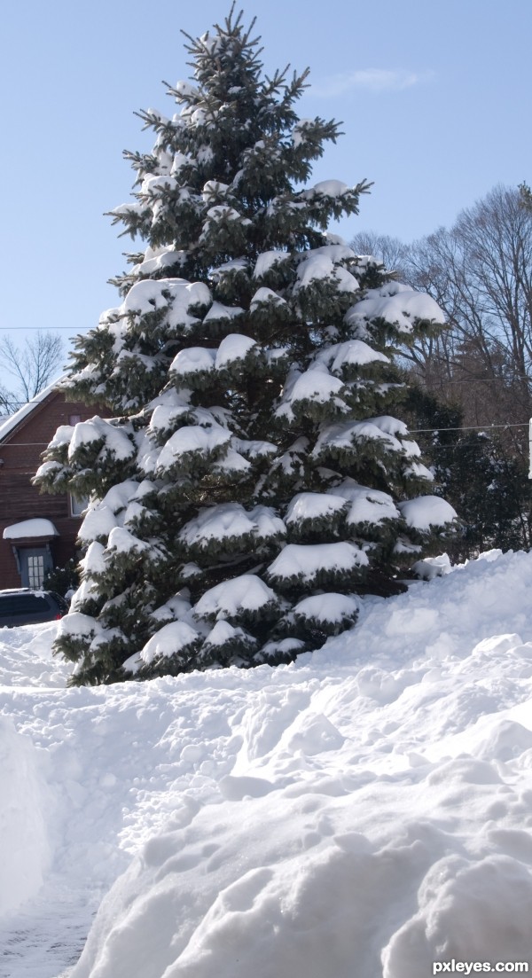 Snowy tree