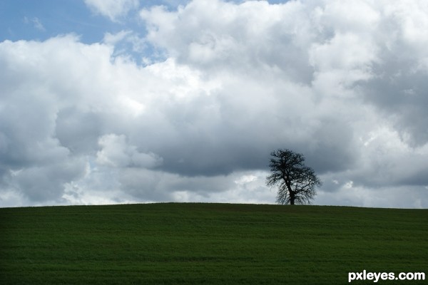 Solitary tree