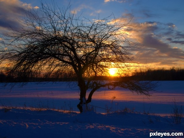 The Sun Planks The Branches