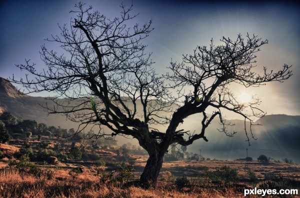 Tree with Drama