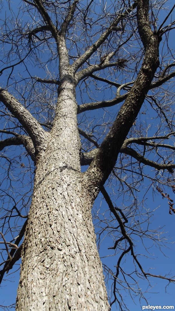 backyard tree