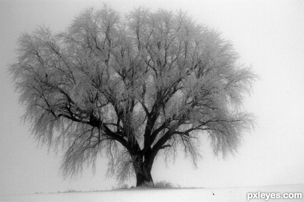 winter fog 