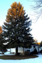 BigTreeLittleHouse