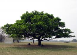 Green-Leaves-Tree Picture