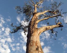 Nobaobab