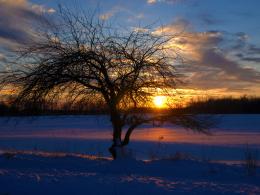 The Sun Planks The Branches