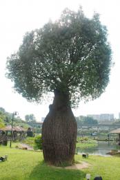 lonely bottle tree