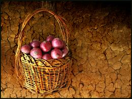 onion basket