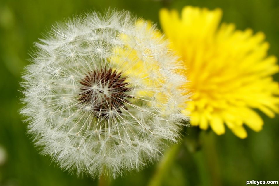 Dandelion Stages