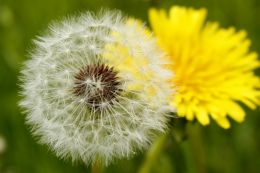 Dandelion Stages