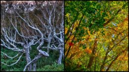 Leafless  &  Leafy