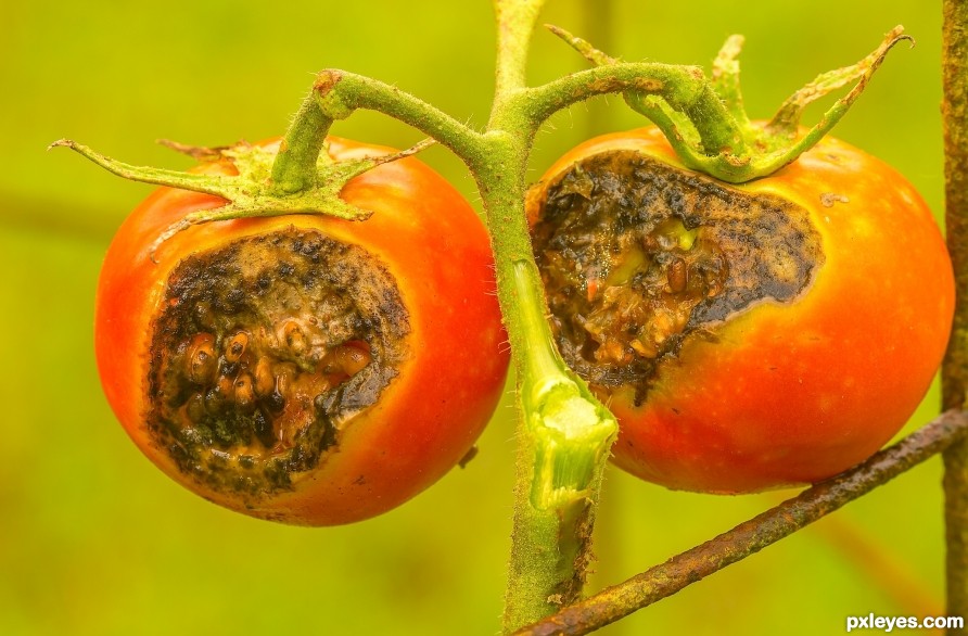 oops-bad worms mean bad tomatoes