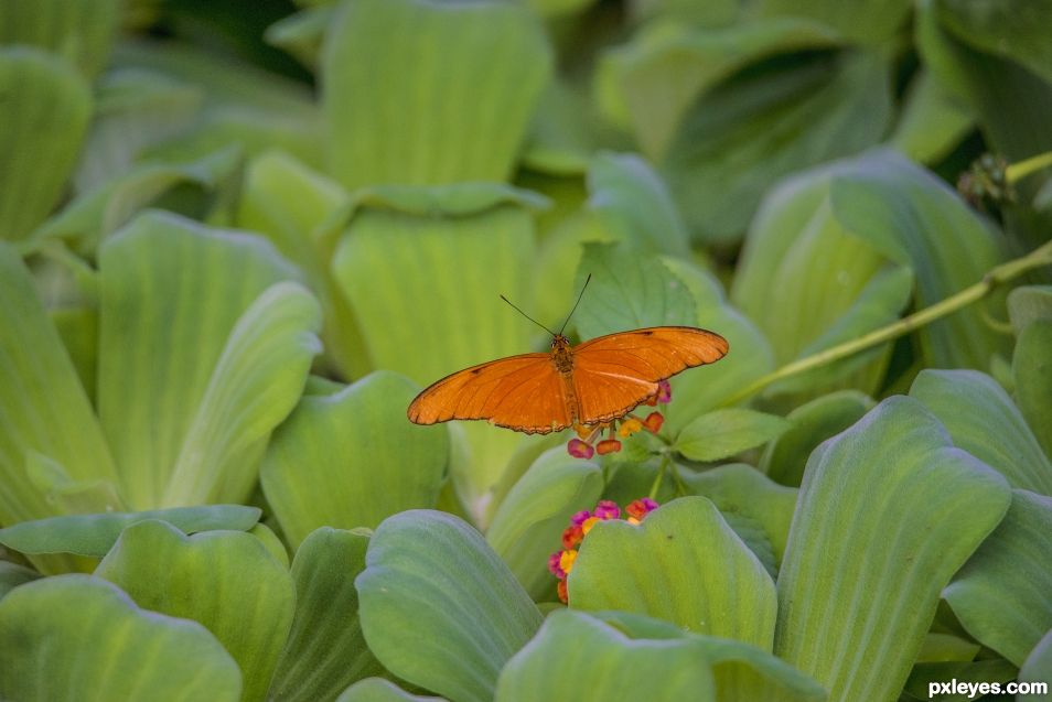 Orange Butterfly