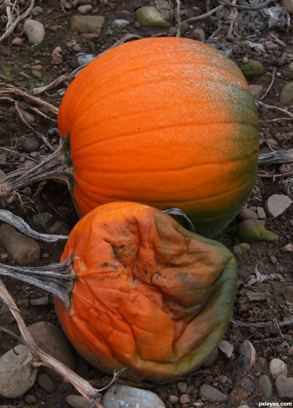 Orange Autumn