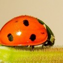 orange 2 photography contest