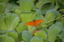 Orange Butterfly