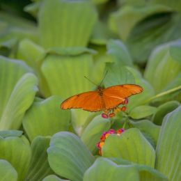 OrangeButterfly