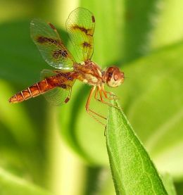 Amber Wing Dragonfly