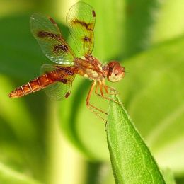 AmberWingDragonfly