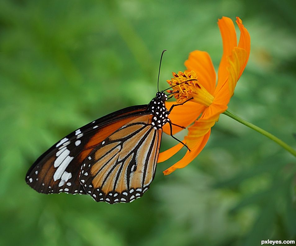 Monarca Naranja