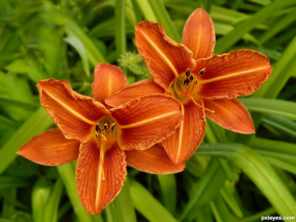 Daylilies