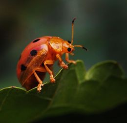 An Orange Ladybug