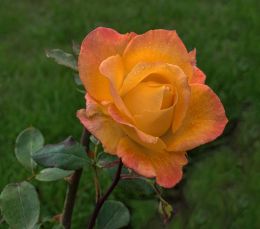 A rose