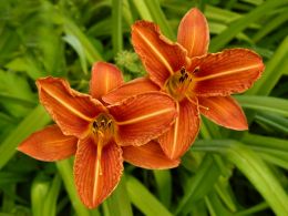 Daylilies