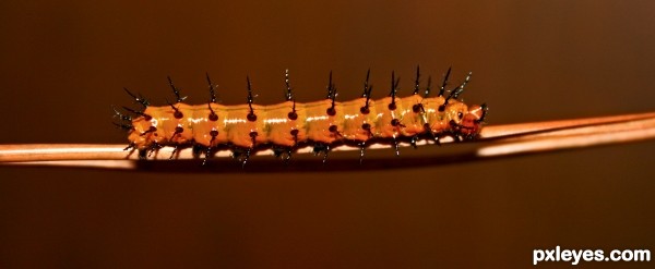 Caterpillar 