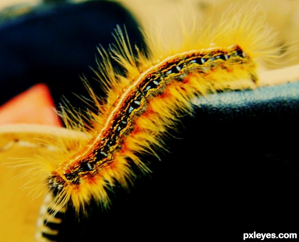 Fuzzy Catapiller