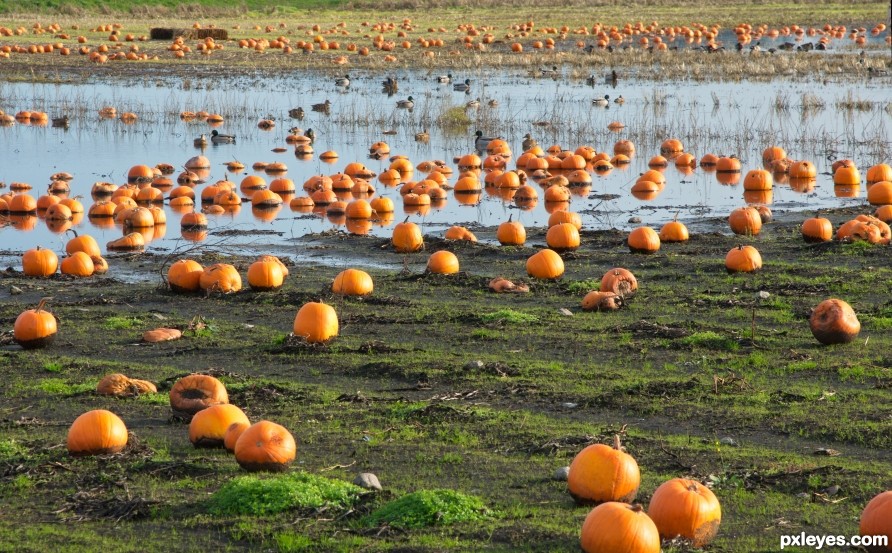 Pumpkin Field